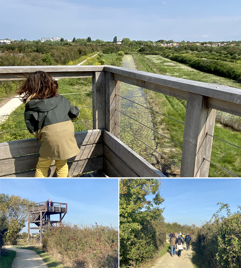 Randonnée dans le marais de Tasdon La Rochelle