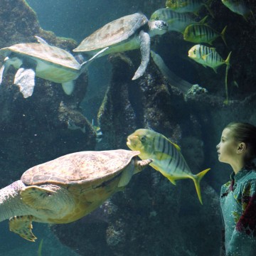 Requin marteau tiburo - Encyclopédie - Aquarium La Rochelle