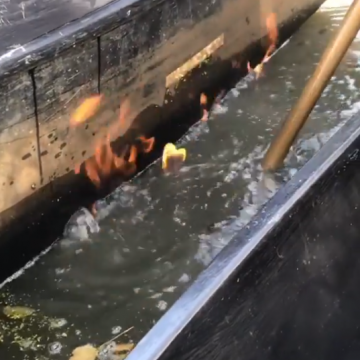 Feu sur l'eau marais poitevin