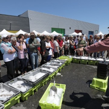 Fête du Port de Pêche- explication du mareyeur