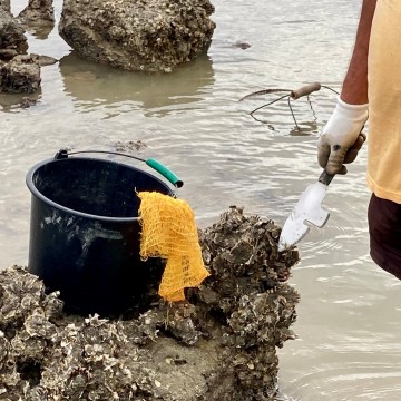 Le démanchoir outil pêche à pied