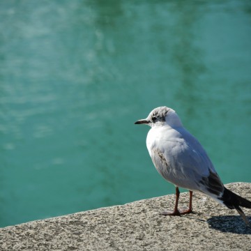 Oiseau 