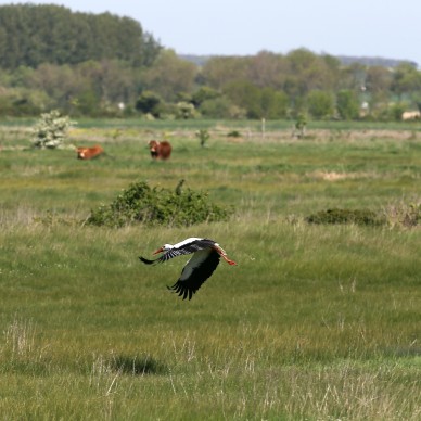 La Réserve naturelle Nationale du Marais d’Yves