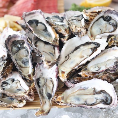 Comment devenir expert en huîtres à La Rochelle ?