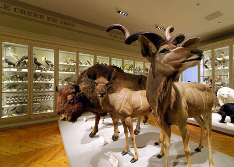 MUSEUM D'HISTOIRE NATURELLE MUSEUM D'HISTOIRE NATURELLE