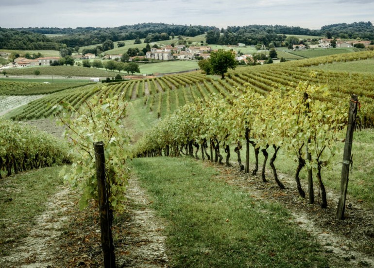 Vignes