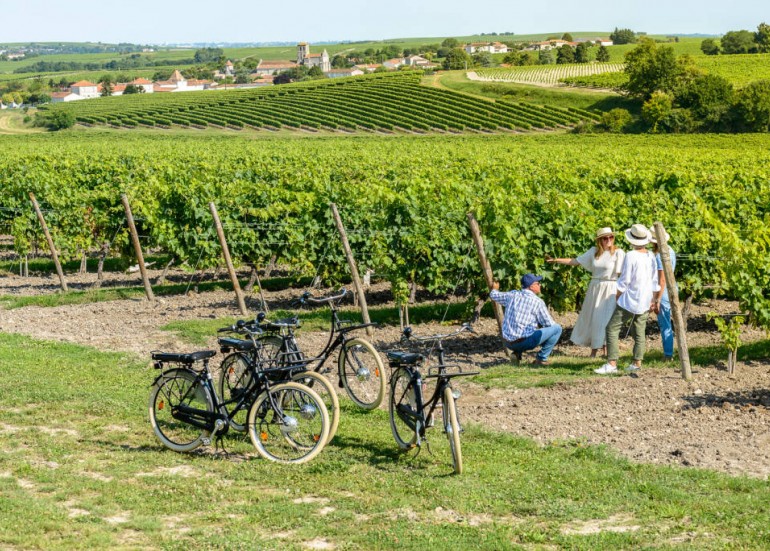Vignes à Juillac