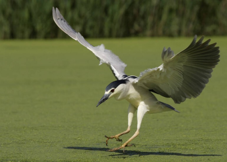 Le Marais aux Oiseaux