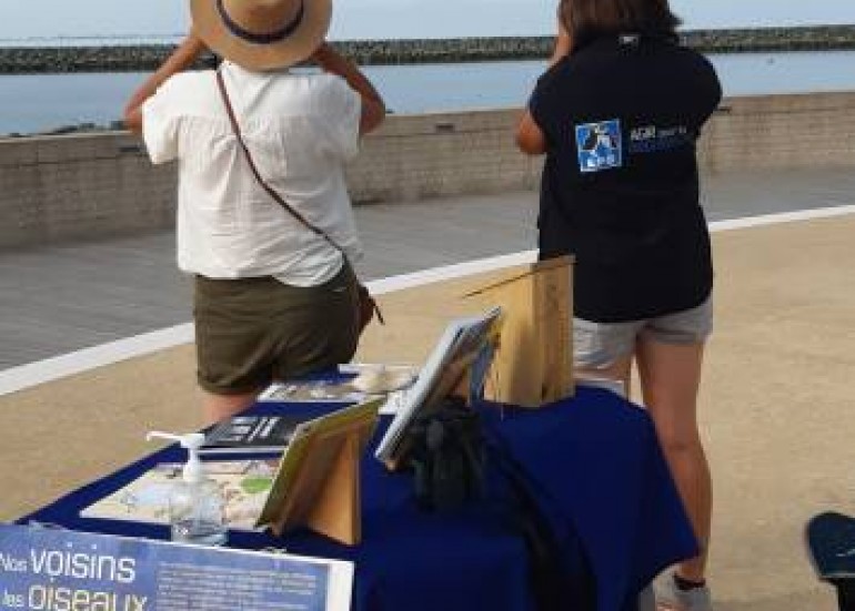Point de vue sur les oiseaux du bord de mer