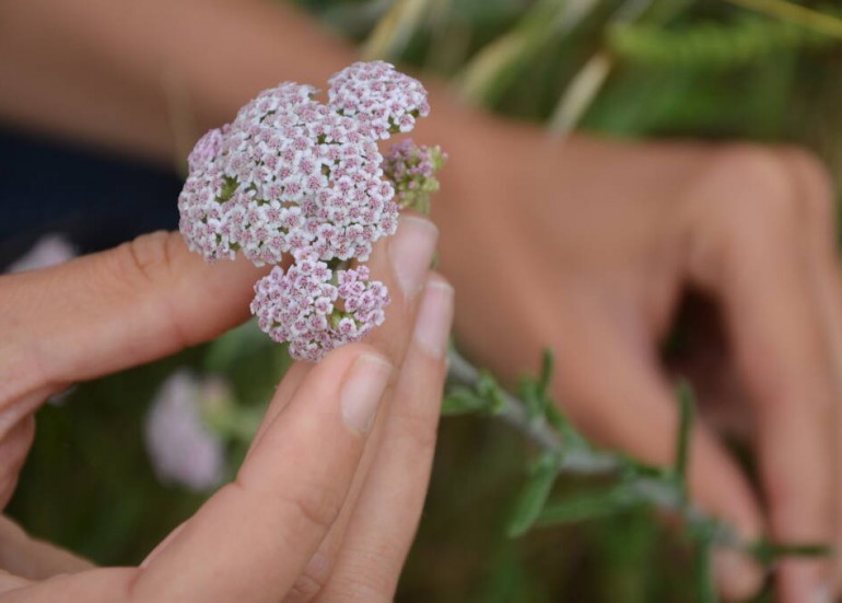 Balades autour des Plantes Comestibles et Médicinales - Le Sentier Balades autour des Plantes Comestibles et Médicinales - Le Sentier