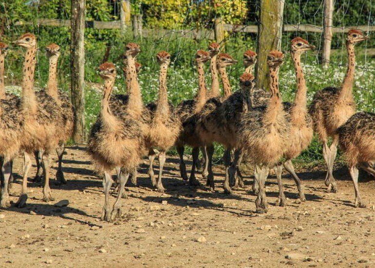 Visites guidées : Autruche de Laurette Visites guidées : Autruche de Laurette