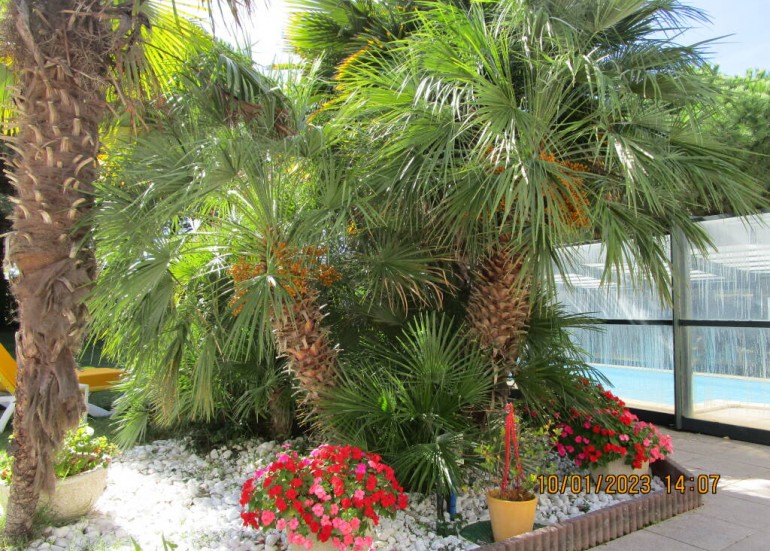 Jardin palmiers