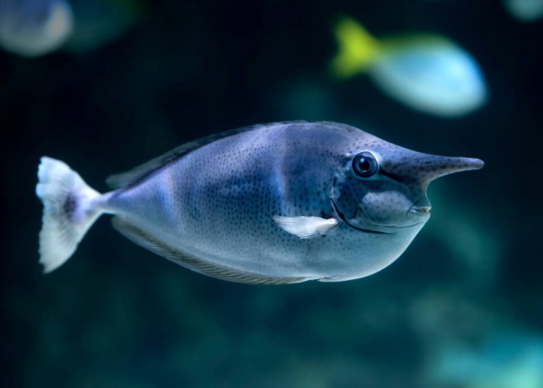 Aquarium La Rochelle