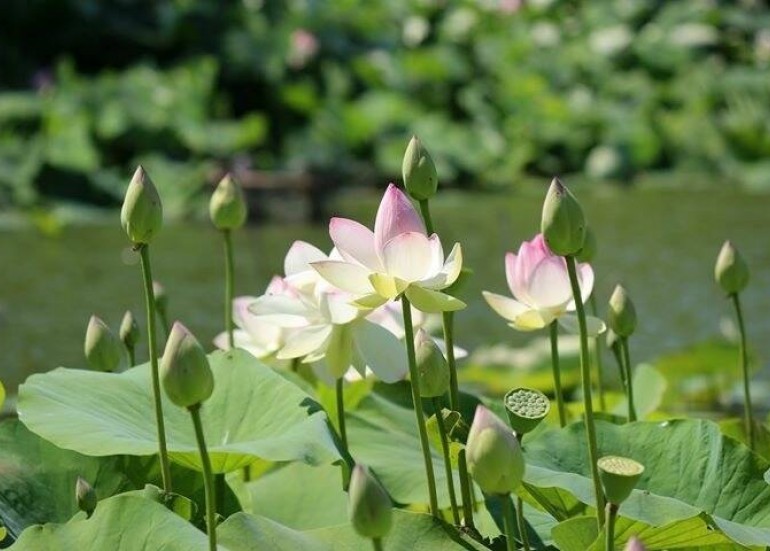 Parc floral de la court d'Aron