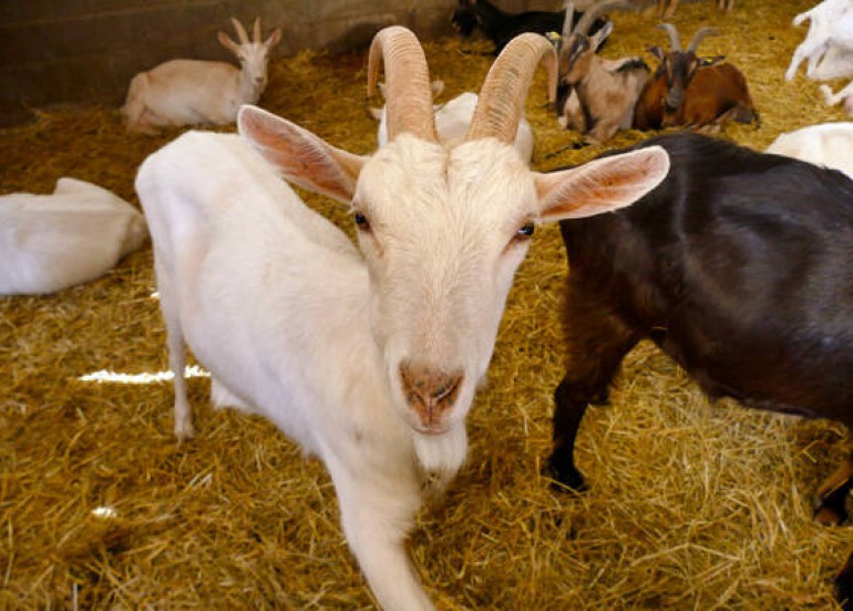 la chèvre rit