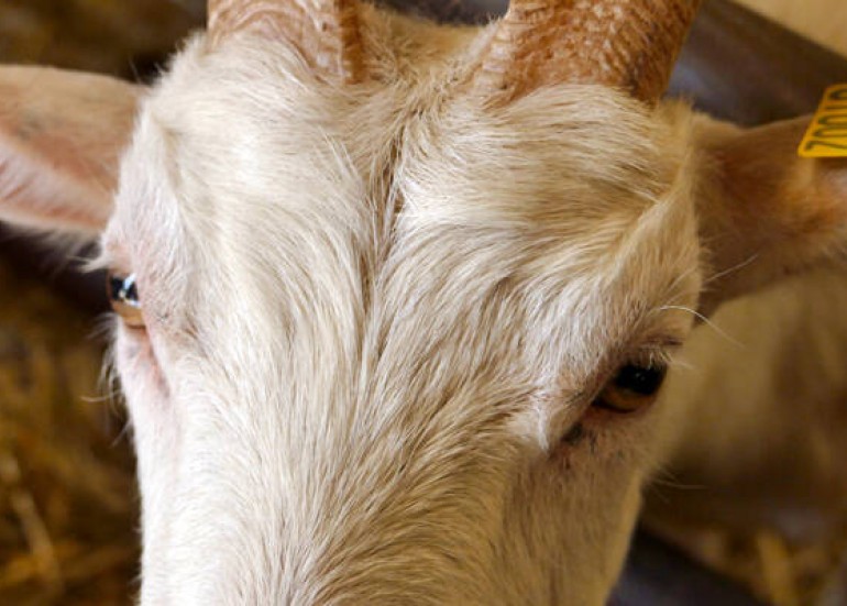 la chèvre rit