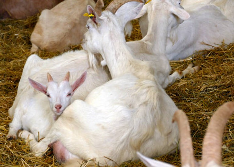 la chèvre rit