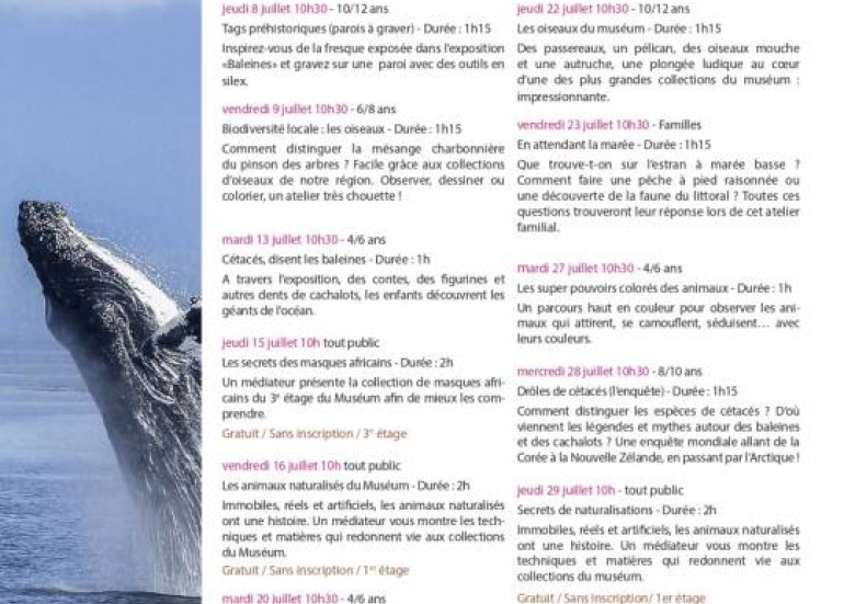 Animations : L'été au muséum Animations : L'été au muséum
