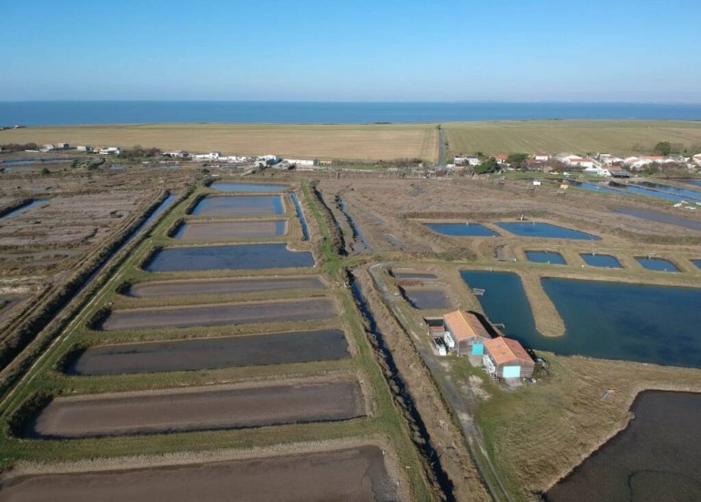 Visite d'une parc ostréicole et dégustation d'huitres à côté de La Rochelle