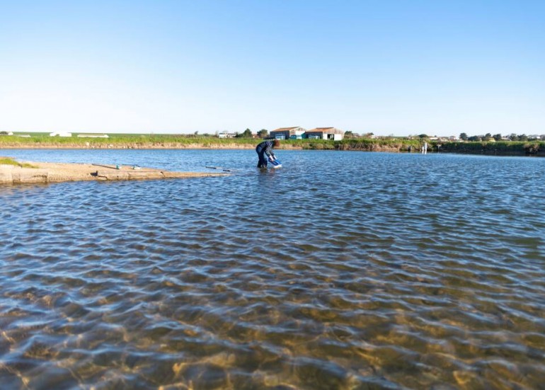 Visite parc huitres à côté de La Rochelle