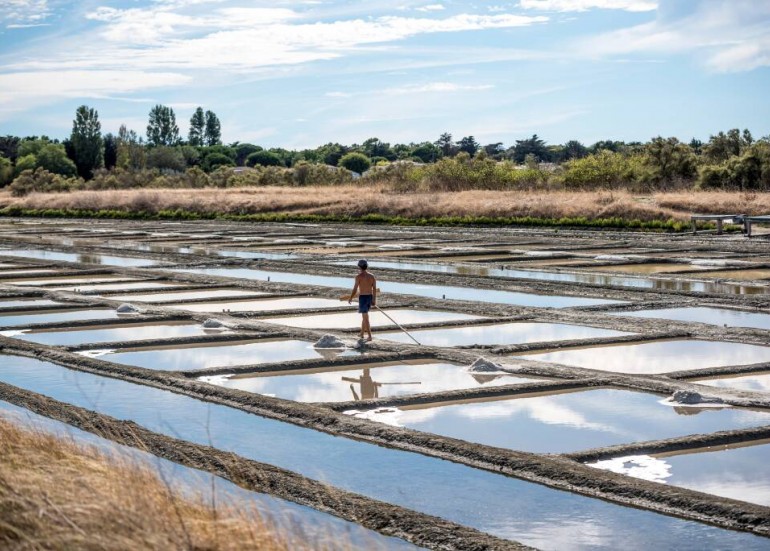 MARAIS SALANTS ILE DE RE