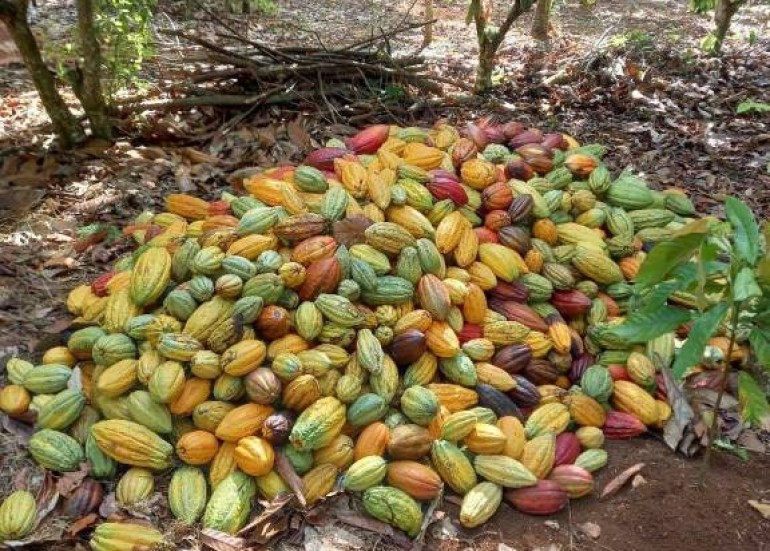 Les cabosses de cacao de notre plantation
