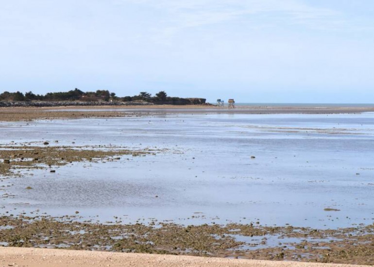Sortie nature - Pointe du Chay : la nature, toute une histoire_Angoulins