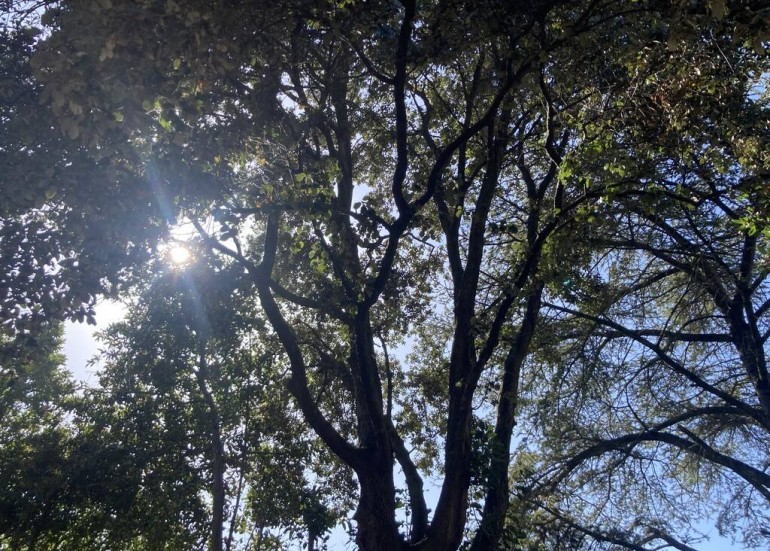 Le chêne vert remarquable (Quercus)