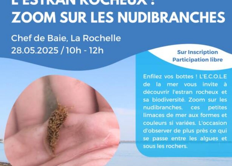 Sortie Nature - Découverte de l'estran, zoom sur les Nudibranches_La Rochelle