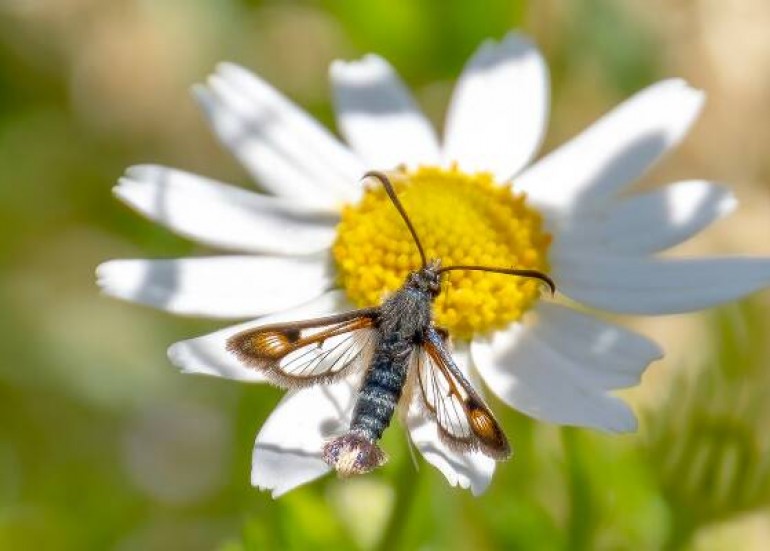 Exposition - Admirables insectes_Périgny