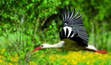 Cigogne blanche en vol Cigogne blanche