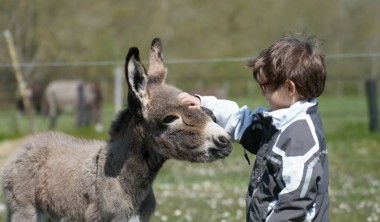 un ânon avec un enfant Anon asinerie des varennes
