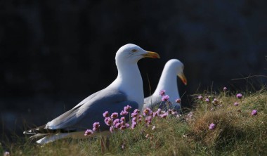 Goéland argenté