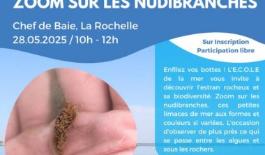 Sortie Nature - Découverte de l'estran, zoom sur les Nudibranches_La Rochelle