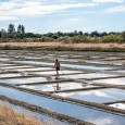 MARAIS SALANTS ILE DE RE