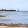Sortie nature - Pointe du Chay : la nature, toute une histoire_Angoulins