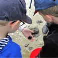 Sortie Nature - Explorateurs de l'estran_La Rochelle