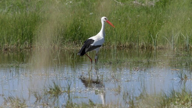 Nature à Yves