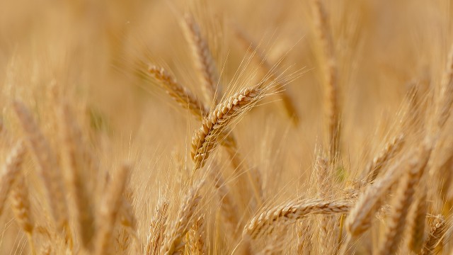 Champs de blé