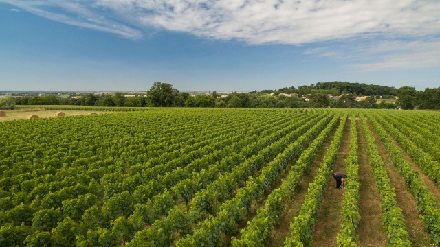 Vignes - Fiefs vendéens 