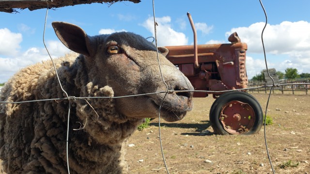 Mouton à la ferme de Laurette