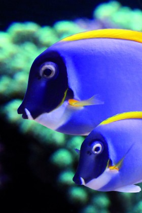 Observer les poissons à l’Aquarium La Rochelle