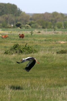 La Réserve naturelle Nationale du Marais d’Yves