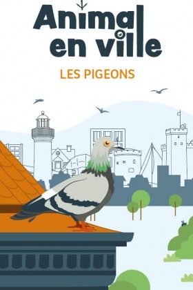 Pigeons en ville - règles, infos, conseils