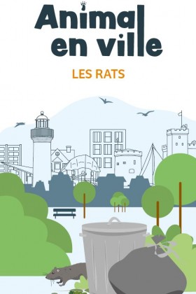 Rats en ville - règles, infos, conseils