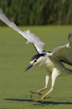 Le Marais aux Oiseaux